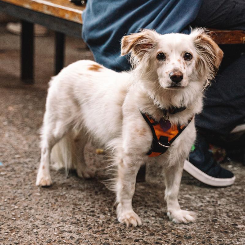 A small white dog in a harness on the patio