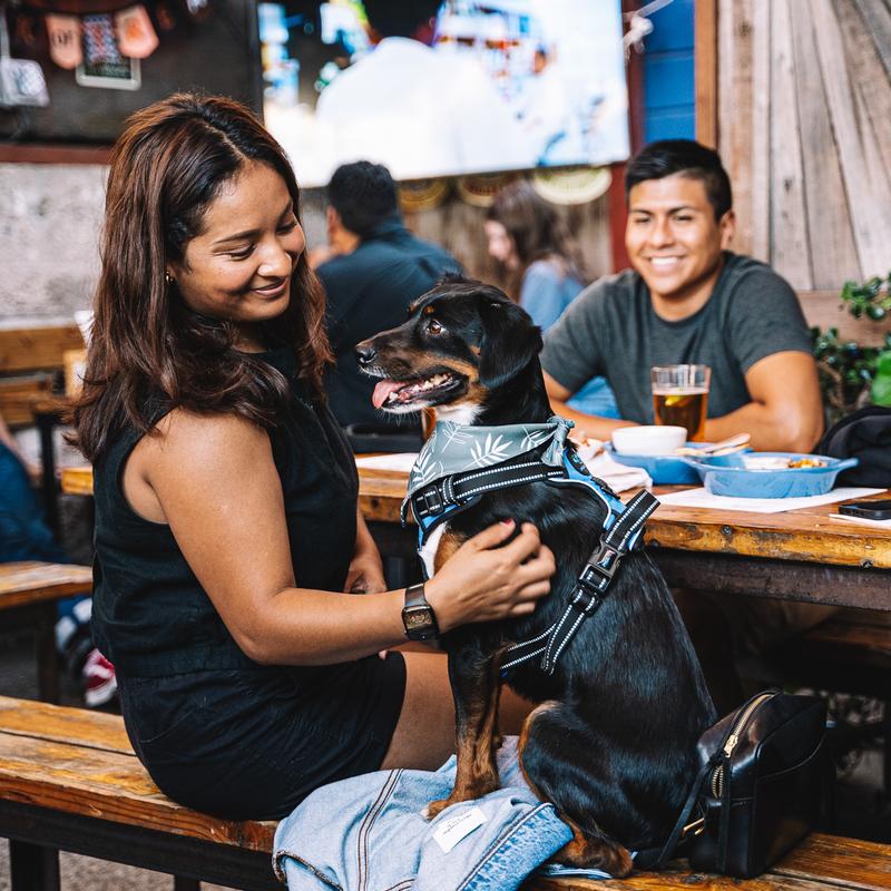 Customers with a dog at a table